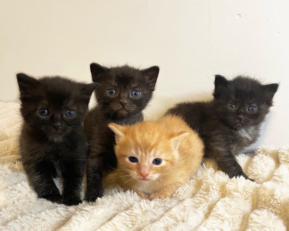 We are running extremely low on kitten supplies and need your help! 

We are most in need of KMR, scales, snuggle safes, Miracle nipples, and bottles.

Donate directly through our Chewy wishlist here:
ow.ly/IEmj50NPIPx