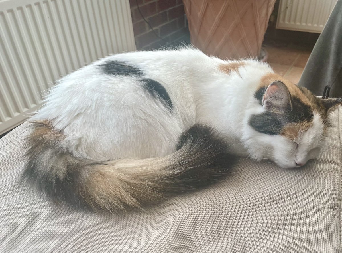Happy #Caturday friends! I am taking it easy, as, I hope, are you. #cats #CatsOfTwitter