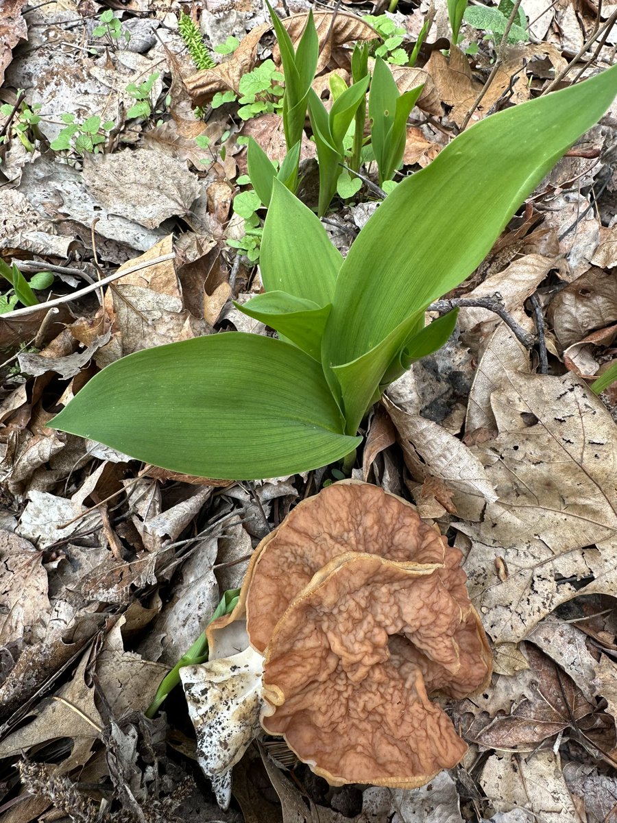 What we’re not eating this spring: Foraging “fails”

Above: Lily of the valley (toxic) commonly mistaken for ramps.
Below: Gyromitra sp. (toxic) commonly mistaken for morels.