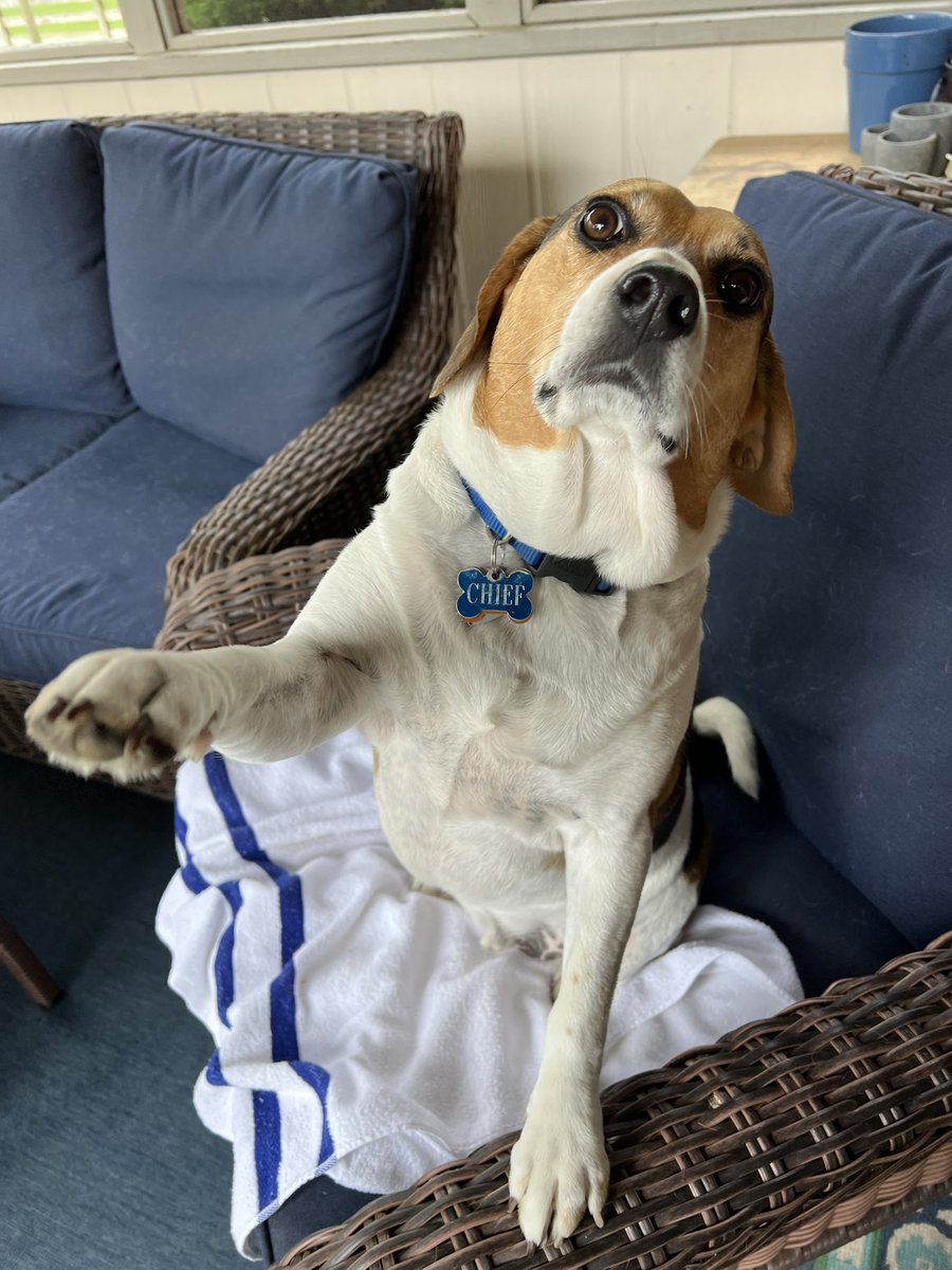 tmcooper11's tweet photo. Happy #NationalBeagleDay!  This guy with all the joy that comes from beagles makes everyday great! https://t.co/dz0okcwYV7