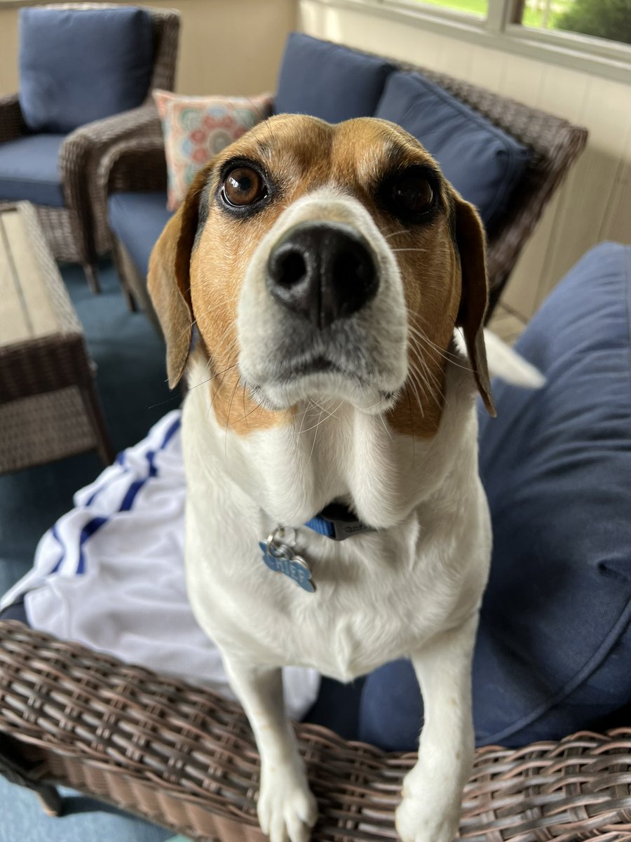 tmcooper11's tweet photo. Happy #NationalBeagleDay!  This guy with all the joy that comes from beagles makes everyday great! https://t.co/dz0okcwYV7