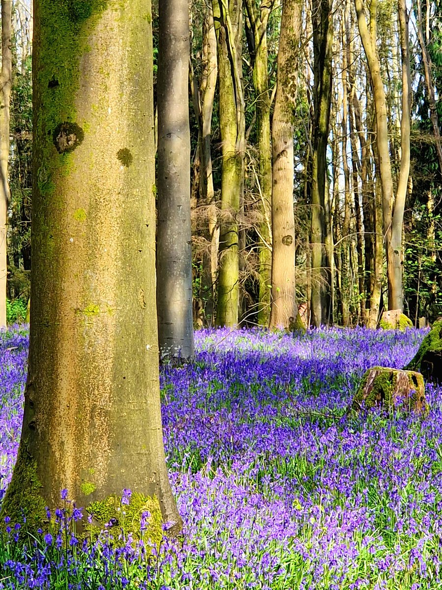 JaneFuller1810's tweet photo. Beautiful Bluebells Ackender Woods Alton Hampshire https://t.co/9G2MludHgF