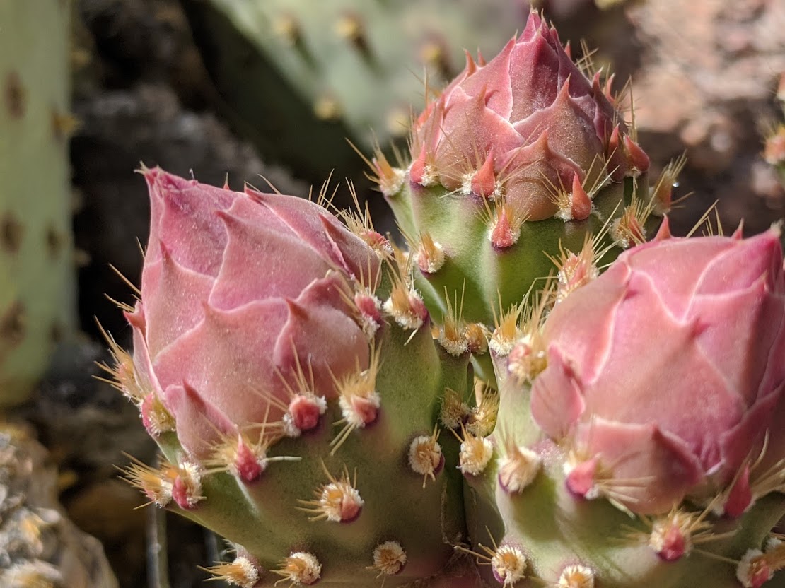 GrandCanyonNPS's tweet photo. Happy #EarthDay from Grand Canyon National Park! 

How can you get closer to nature today?  

Snap a close-up of something you appreciate in your natural world - then post it in the thread below. #GettingCloseToNature #EarthDay2023 #Arizona #NationalParkWeek #NPSConnection 📷NPS https://t.co/O4SlnP3bxh