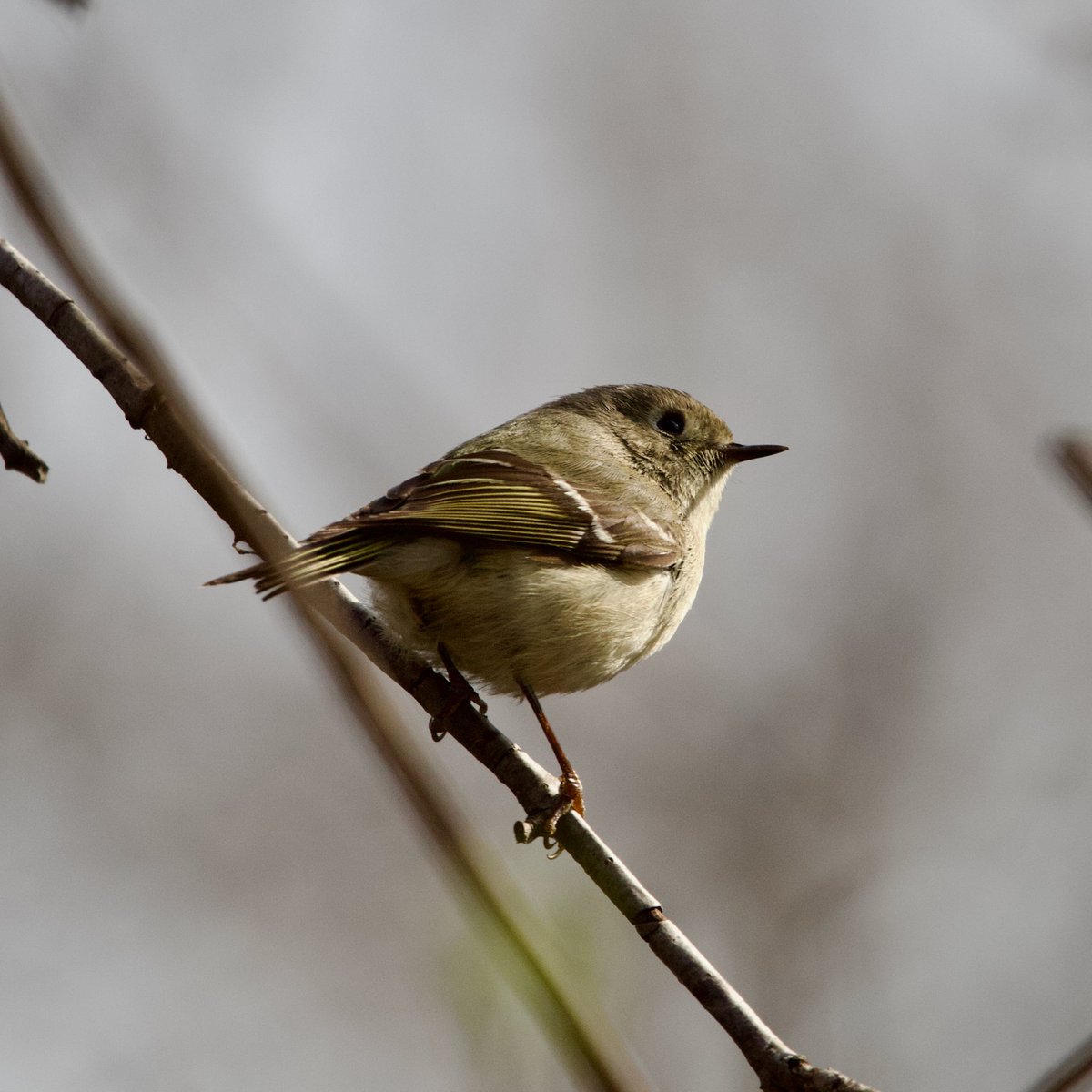 mbueckert's tweet photo. White-throated Sparrow, Yellow-Rumped Warbler, Ruby-Crowned Kinglet, Northern Flickers. #birdsofquebec #quebecoiseaux https://t.co/Yt4GFMFbur
