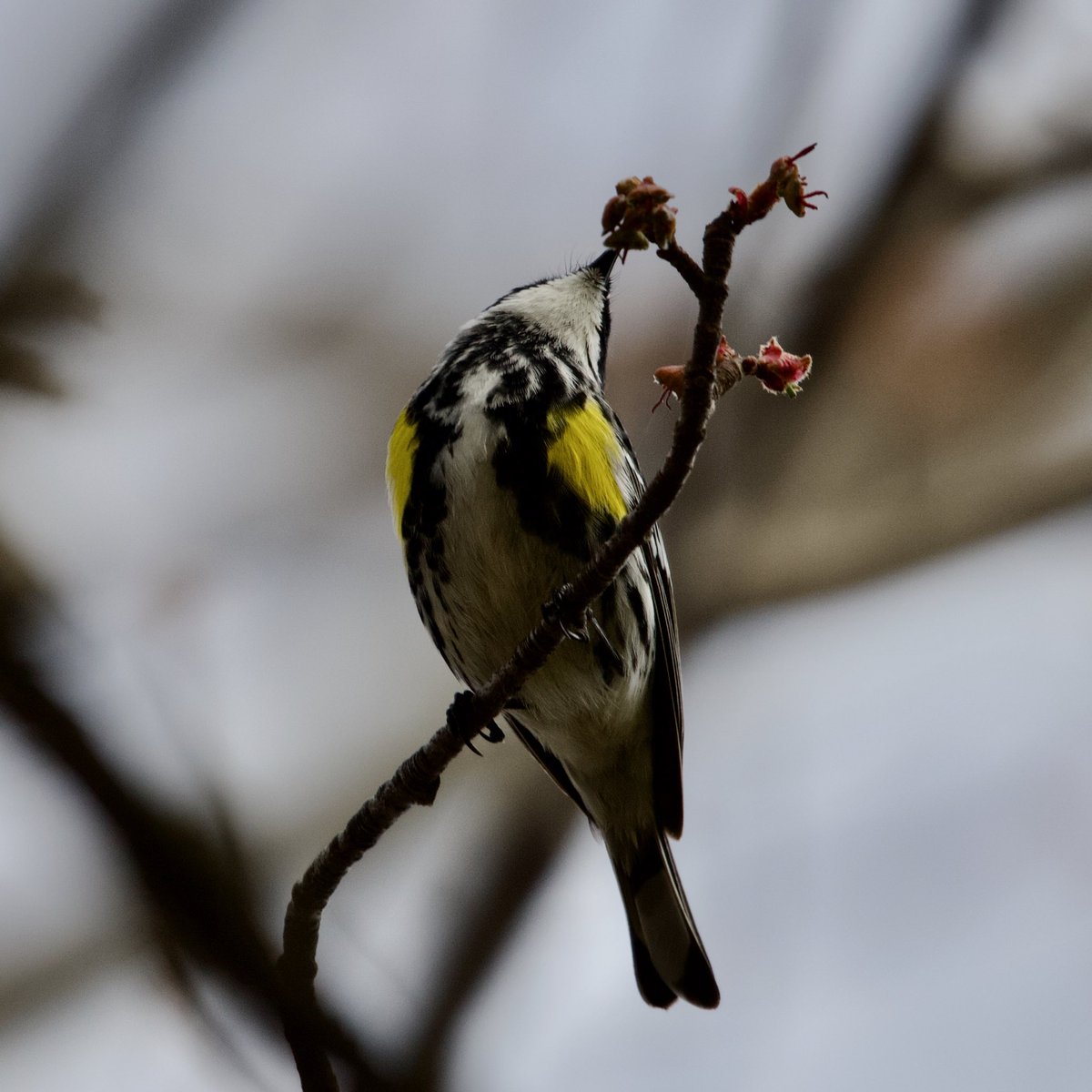 mbueckert's tweet photo. White-throated Sparrow, Yellow-Rumped Warbler, Ruby-Crowned Kinglet, Northern Flickers. #birdsofquebec #quebecoiseaux https://t.co/Yt4GFMFbur