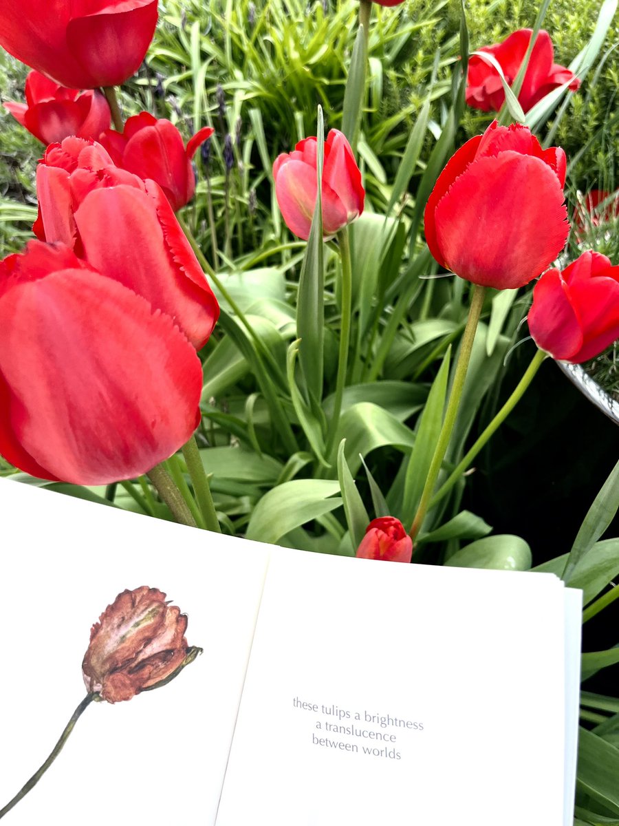 FigmentLaura's tweet photo. For National Earth Day,
from “Thirteen Ways of Looking at Tulips” by former Edinburgh Makar, Alan Spence.
these tulips a brightness
a translucence
between worlds
#EarthDay #EarthDay2023 #alanspence #spring #tulips #poetry #scottishpoetry #StirlingMakar #Stirling https://t.co/XIp8IBr7L0