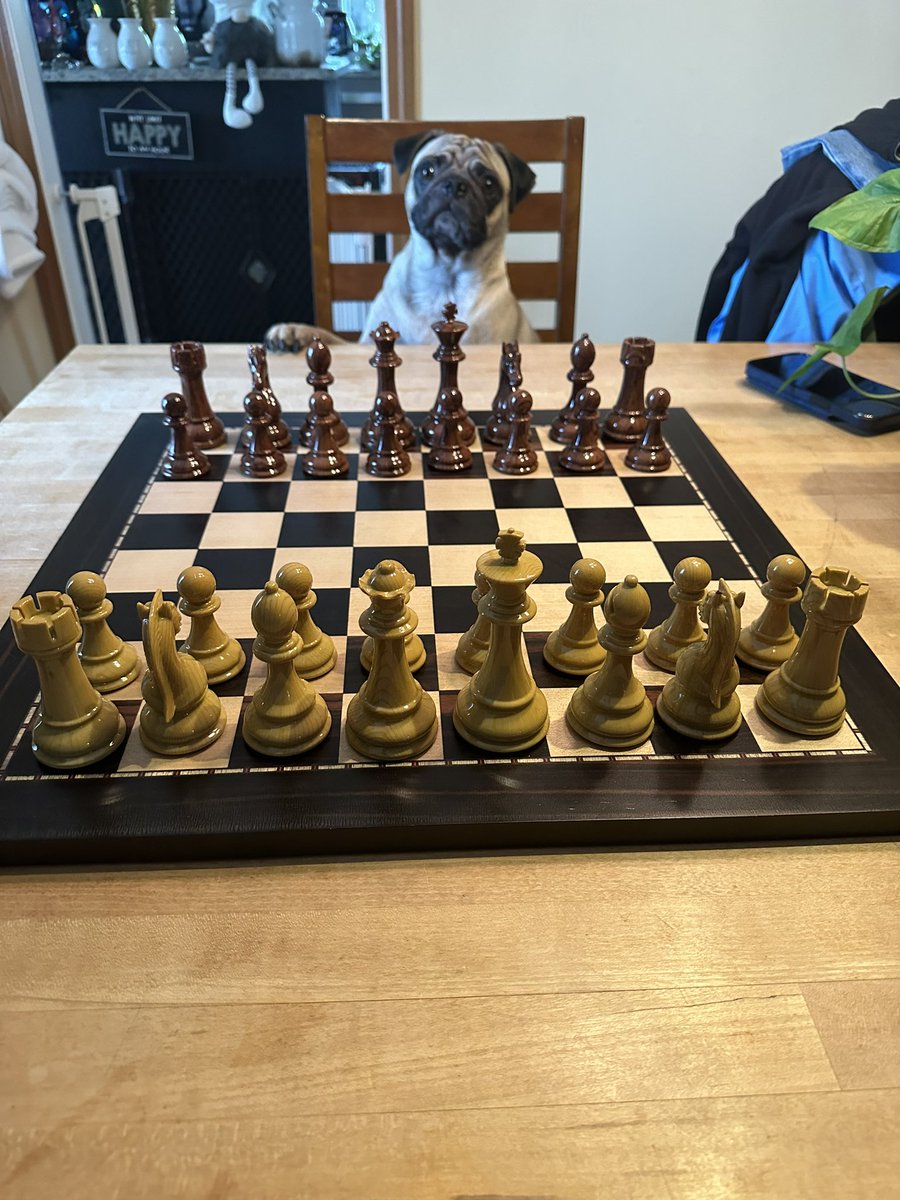 “My daddy gots a new #Chess set for he and moms annibursurry but he won’t let me play cuz he says I donts even knows how to set up da board right.” 🥹🐶♟️😆 #HendrixPug #dogsoftwitter #pugs #pugsoftwitter #chessboard
