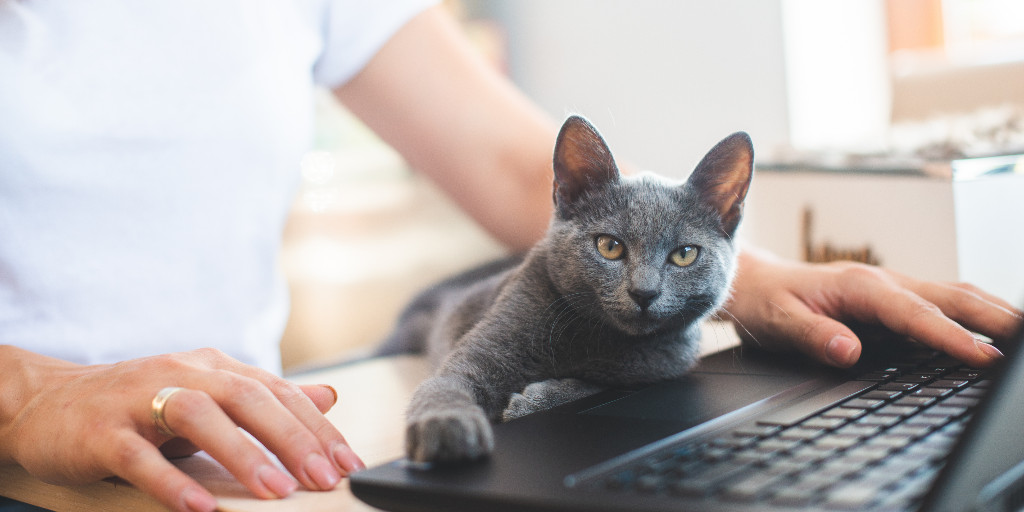 Pet owners, stay in the know on the latest animal science! Sign up for our emails to receive important updates for keeping your furry friends healthy and happy: maf.link/SignUp