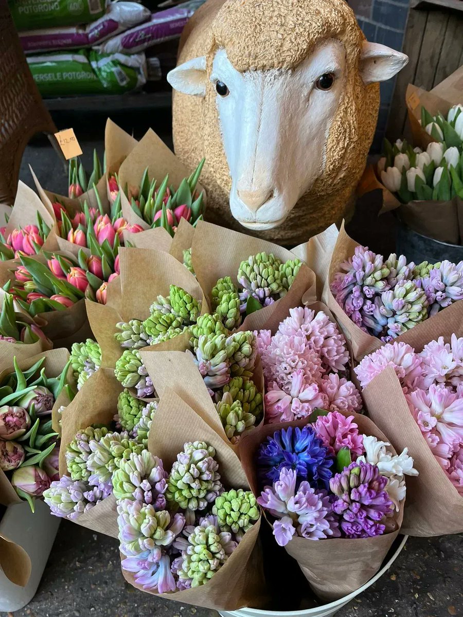 IglooFlowers's tweet image. Colourful spring flowers signifying renewal, regrowth and hope.

Looked after by Ms Sheep.

.
.
.

#springflowers #springflowersmakemehappy #macronature #instablooms #flowerphotography #floweroftheday #flowerobsession