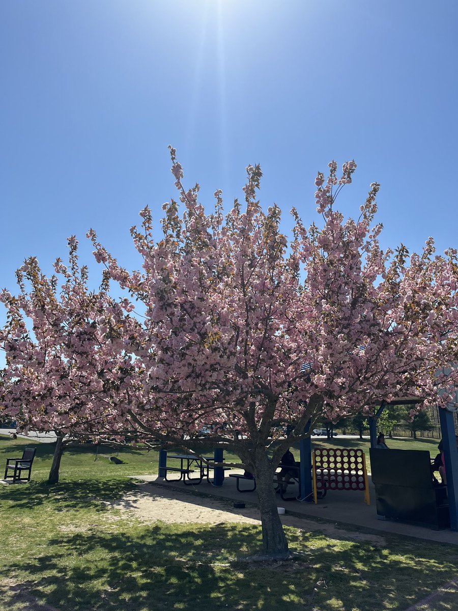 KericoMs's tweet photo. Admiring the beautiful trees on our recess field at MP! Happy Earth Day! 🌎🌸💛 #EarthDay2023 https://t.co/VNyF8y7P7T