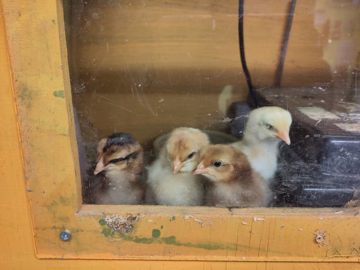 OxCityFarm's tweet photo. Our chicks are getting ready to meet their fans! Come meet the newest members of the farm next Friday and Saturday. You can sign up to be an animal care volunteer to raise them. Also, join our goat programme to help milk the goats arriving in may! Application in our profile. https://t.co/NHU6xuwwnE