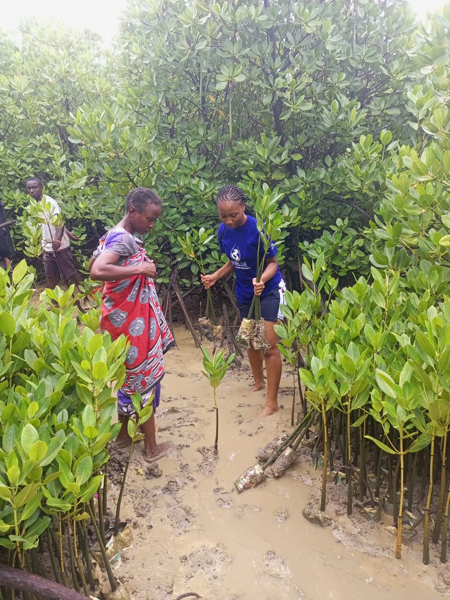 christinemajeni's tweet photo. We had a successful mangrove planting session at Junda Creek to commemorate Earthday.
#Wiblue
#InvestInOurPlanet https://t.co/nfU92giUqg