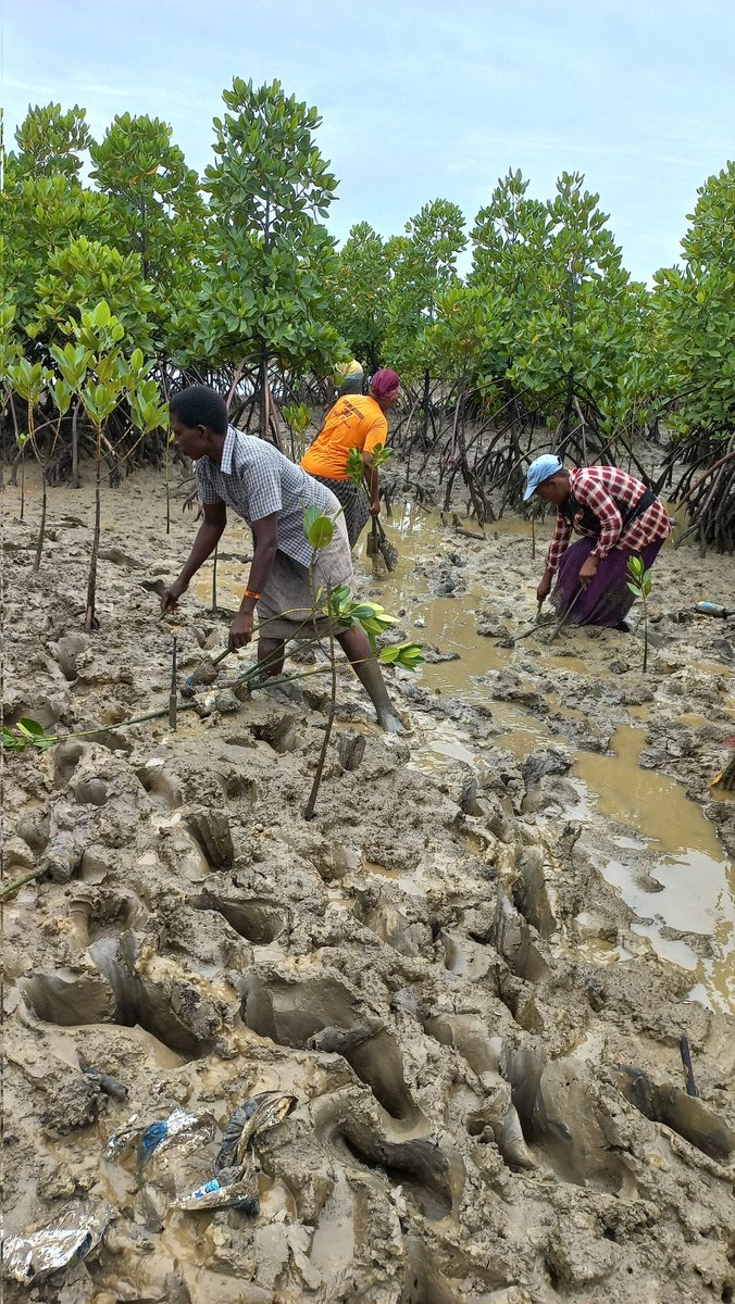 christinemajeni's tweet photo. We had a successful mangrove planting session at Junda Creek to commemorate Earthday.
#Wiblue
#InvestInOurPlanet https://t.co/nfU92giUqg