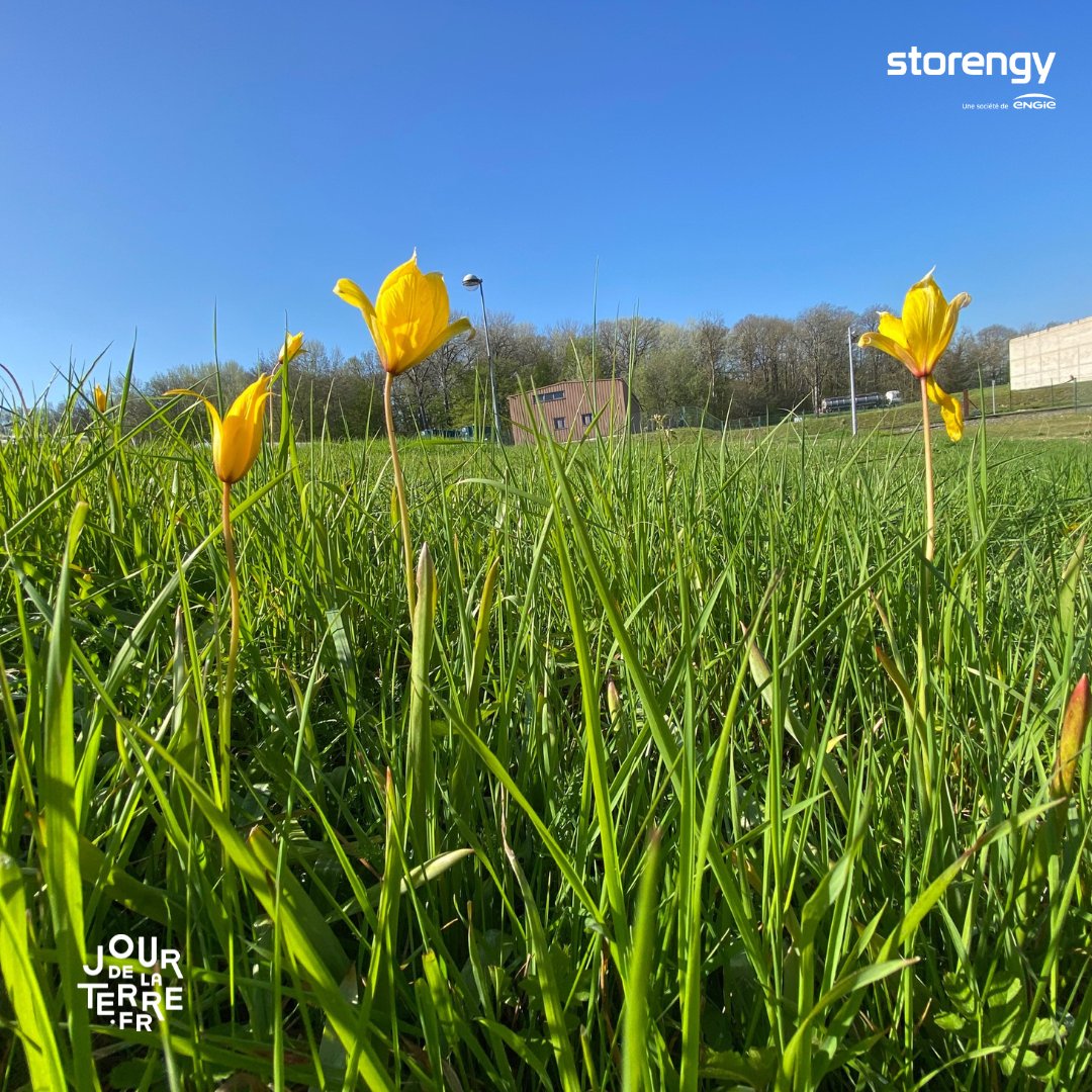 Biodiversité | En cette Journée de la Terre, la Tulipa sylvestris a été découverte sur notre site de Germiny(77). Preuve que nos actions en faveur de la biodiversité portent leurs fruits. Oui on peut être un industriel et engagé pour la planète. 🌷#biodiversite #engagement