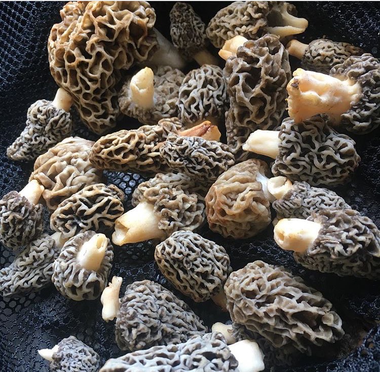 PuraniDilliSe's tweet photo. Hey, check out the products we are selling on Amazon - https://t.co/pFuw4m00EZ

#mushrooms #morel #gucchi #superfood #wonderfood #ImmunityBoosters #HealthyEating #nutrition #recipes #organic #wild #AmazonIndia #junglefood #traditional #luxurydish #Luxurylifestyles #NaviMumbai https://t.co/FjHfd5M9LU