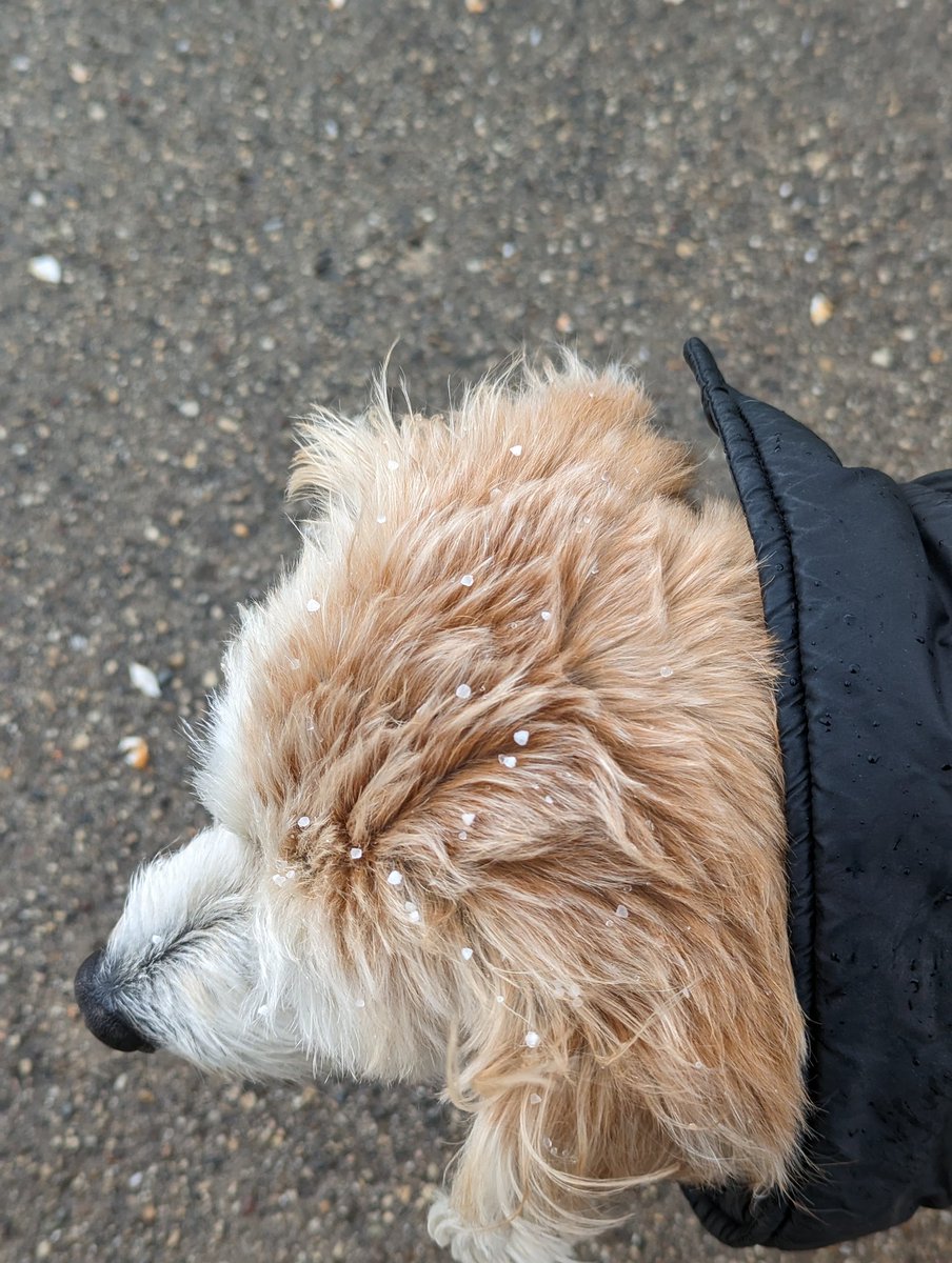 BusteReka's tweet photo. Hey @NWSChicago, check out my collection of graupel from my lunchtime walk! 🐾🐾 https://t.co/6FOAXH6AD0