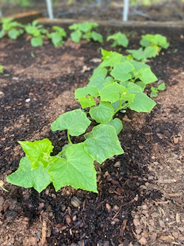 Zenenvirotech's tweet photo. In celebration of #EarthDay, here are some up-close photos of local produce being grown at a Fresh Pantry Farm (Sunlight Farm). They are helping their community eat well by growing nutrient-dense foods. #Farmers #EatLocal https://t.co/B6BPuR2exi
