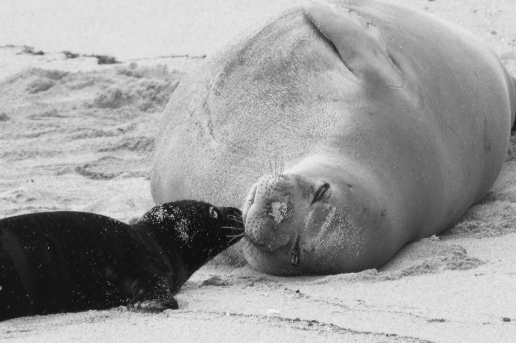 This is the newest baby monk seal. This is the 2nd time mom Kaiwi has decided to give birth on Kaimana beach. Slowly (very slowly) but surely Hawaiian Monk Seals are increasing in #
#monkseals #hawaii #conservationworks