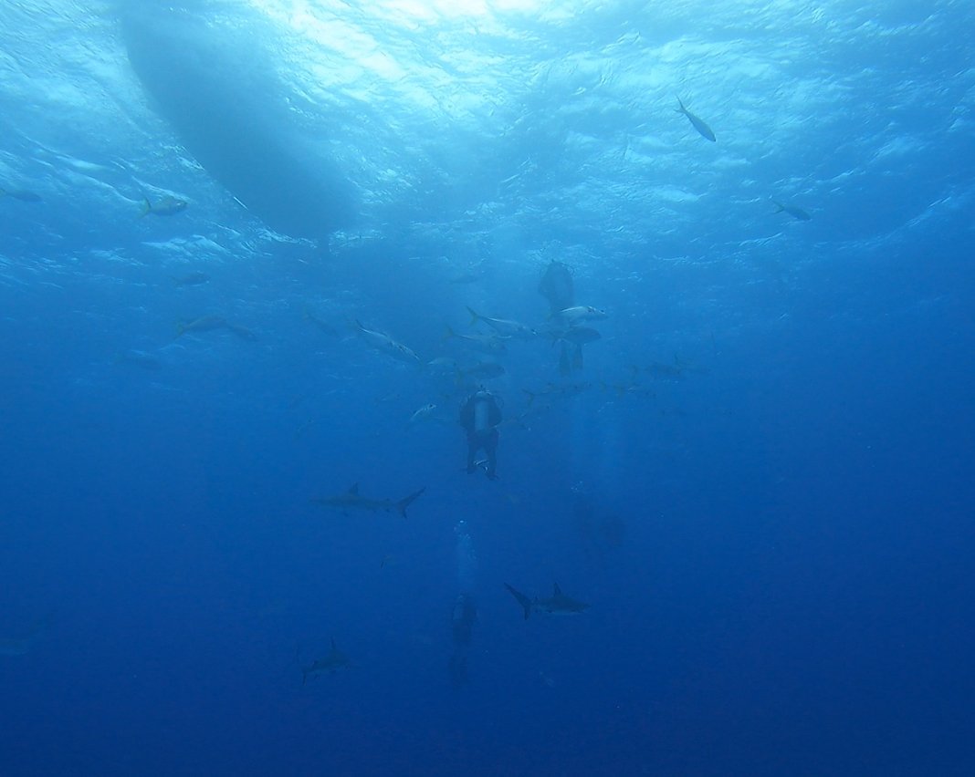 LucaAdams2006's tweet photo. Not every day you capture one of the most impact moments of your life on camera. This was mine. https://t.co/5ht6FuFqpc