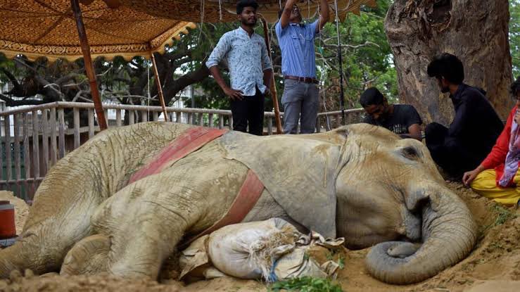 'Rest in Peace beautiful soul, your tragic death at Karachi Zoo calls for justice and change. Let us honor her memory by advocating for the closure of zoos and the freedom of animals to live in their natural habitats.' . . #JusticeForElephant #StopAnimalCruelty