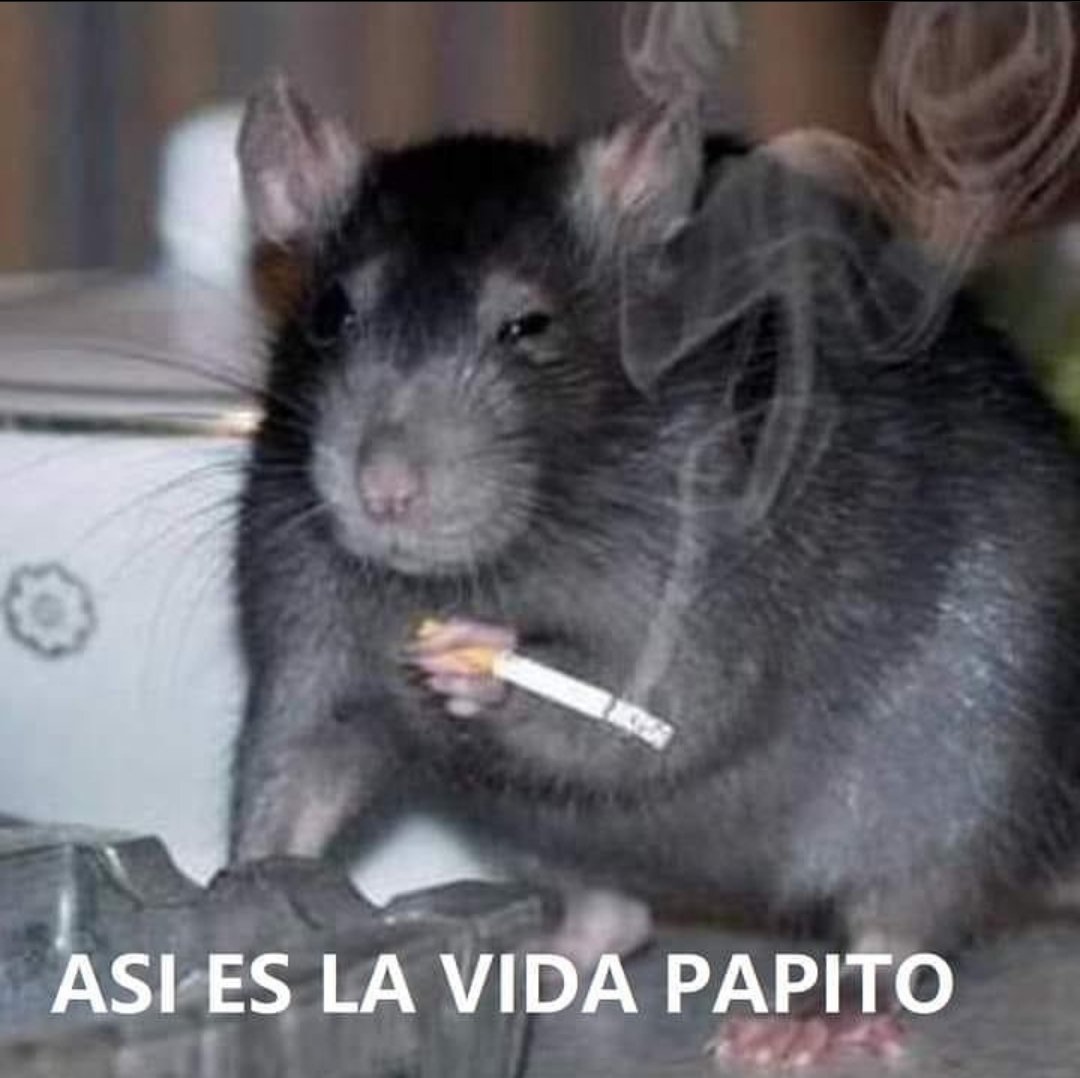 punk_y_cursi's tweet photo. —¿Por qué tus memes oscilan entre la ternura y las ganas de morir?
— https://t.co/9qHif1Nk3k