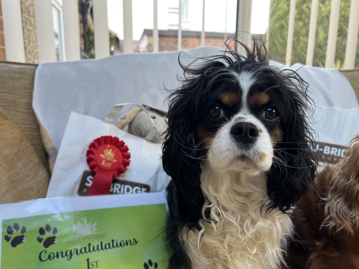 Can you guess what class I won today at the East Anglian Game Fair Fun Dog Show?  Woofs Ziggy Bear
#Eastanglia #Cavaliers #fundogshow