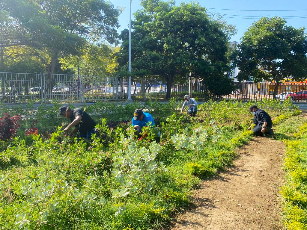 ¡Barranquilla es Biodiverciudad🌴! 
Desde la estación Joe Arroyo de <a href="/transmetrobaq/">Transmetrobaq</a> brindamos a los usuarios espacios verdes que conectan con la naturaleza. Aquí recuperamos la rotonda, en apoyo con <a href="/Bquillaverde/">EPA Barranquilla Verde</a>, para el goce de los ciudadanos.