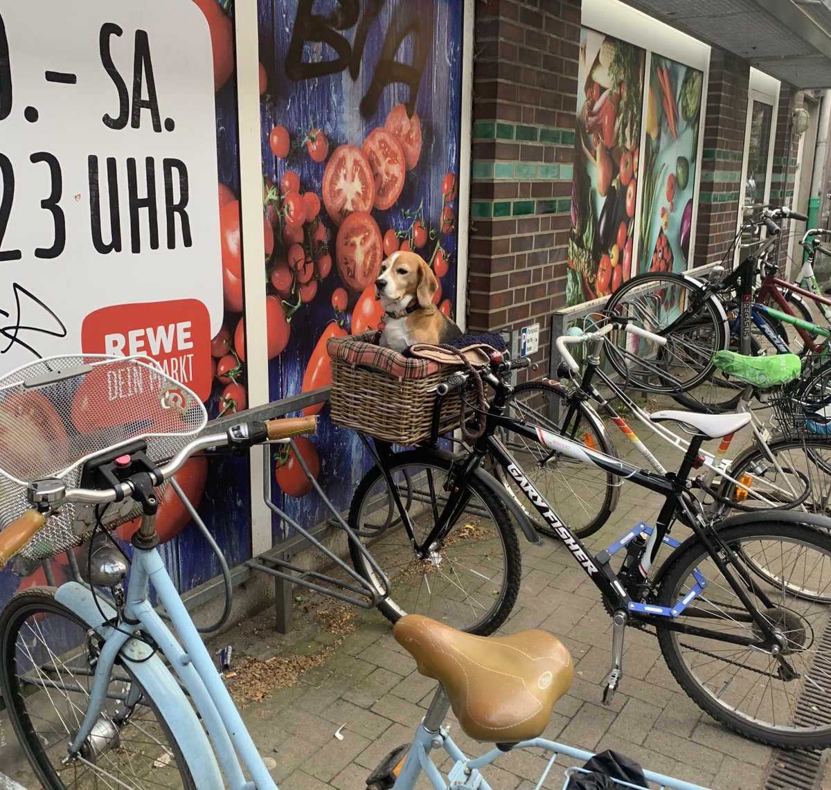 roter_pander's tweet photo. Er hat da einfach so gewartet und einen Fick auf alles gegeben https://t.co/UggJhXh2nZ