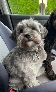 IVY HOME SAFE. THANKS FOR RT's😊🐕🐾 

🆘21 APR 2023 #Lost IVY #ScanMeYOUNG 
Shih Tzu Cross Schpoochon Female 
Car park @ pub Devil's Dyke East Sussex
#Brighton #BN1  Dog walker was unloading van & ivy ran off at 9.30. Seen in area at 11.30 but not since. doglost.co.uk/dog-blog.php?d…