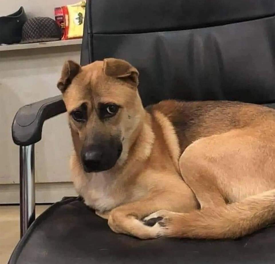 *yo contándole todo lo que pienso a mi perro*

mi perro: