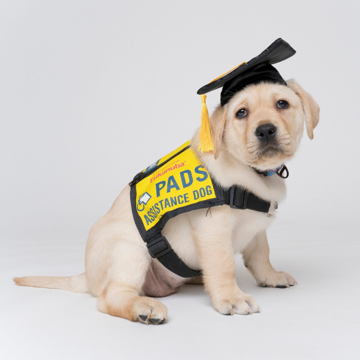 We are getting excited to celebrate the graduating class of 2022 with all of you!  Join us online Sunday, April 23rd at 1:15PM PDT / 2:15PM MDT for an amazing afternoon. mtr.cool/lzkhjpegfp 
#PADSGrad2022 #PADSDogs #PADSCalgary #PADSOkanagan #PADSVanIsle