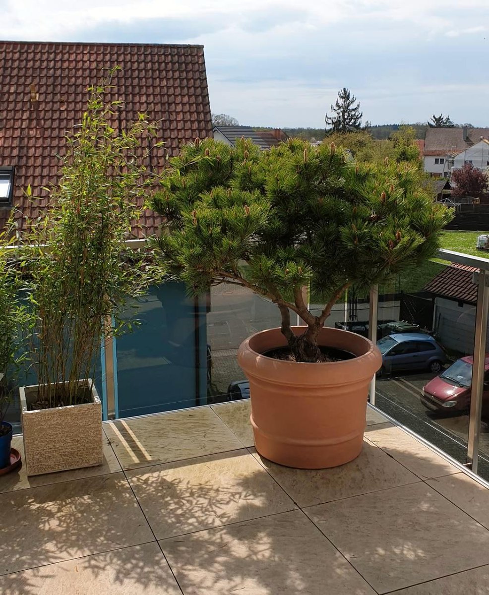 PinarelluPinien's tweet photo. Auch auf dem Balkon machen Satoshi's Pinien eine gute Figur. 🌳 Heute haben wieder 2 wunderschöne Exemplare ihre glückliche Besitzerin gefunden.☀️🌿😎 #BitcoinAcceptedHere #spendl #gesundesgeld #garten #pflanzen #frühling #gartendeko #meinschönergarten #baumschule #gartencenter https://t.co/CwyQwnk9Wr