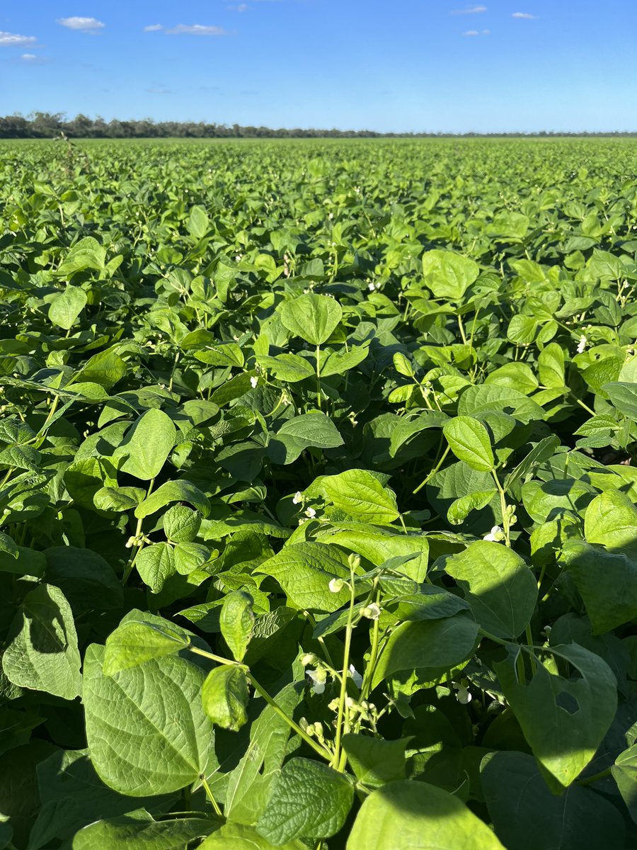 pepizarro's tweet photo. Salta produce todo tipo de porotos, el 95% se exporta. 
Este año por la sequía se sembró tarde. Por suerte en marzo todo mejoró. 
Habrá que rezar para que no haya heladas tempranas… https://t.co/SQp3QjjaEw