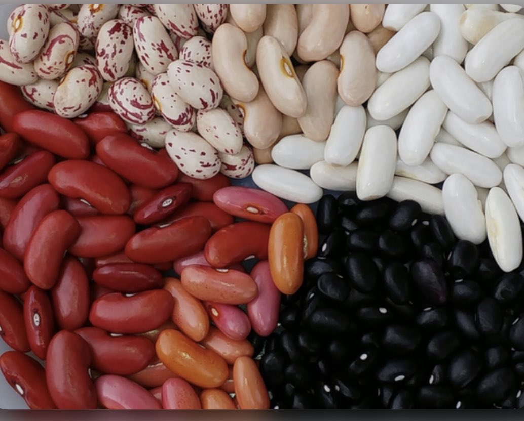 pepizarro's tweet photo. Salta produce todo tipo de porotos, el 95% se exporta. 
Este año por la sequía se sembró tarde. Por suerte en marzo todo mejoró. 
Habrá que rezar para que no haya heladas tempranas… https://t.co/SQp3QjjaEw