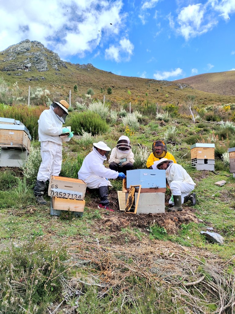 ECOAPI_AEI's tweet photo. Hoy hemos celebrado el primer workshop dentro del proyecto @ECOAPI_AEI en Negueira de Muñiz (Lugo). Egoitz Galartza de @_erbel nos ha mostrado como realizar pruebas de rendimiento para la búsqueda de abejas ibéricas más resilientes #honeybees https://t.co/8WcOjqMLAm