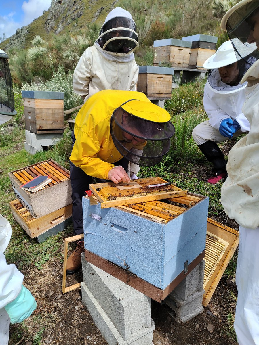 ECOAPI_AEI's tweet photo. Hoy hemos celebrado el primer workshop dentro del proyecto @ECOAPI_AEI en Negueira de Muñiz (Lugo). Egoitz Galartza de @_erbel nos ha mostrado como realizar pruebas de rendimiento para la búsqueda de abejas ibéricas más resilientes #honeybees https://t.co/8WcOjqMLAm