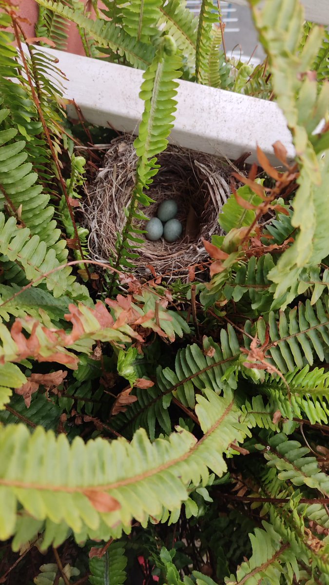 artdevol's tweet photo. @birdcatalunya m'he trobat aquest niu al balcó a Barcelona... de quin ocell poden ser? https://t.co/8iZLlon1uL