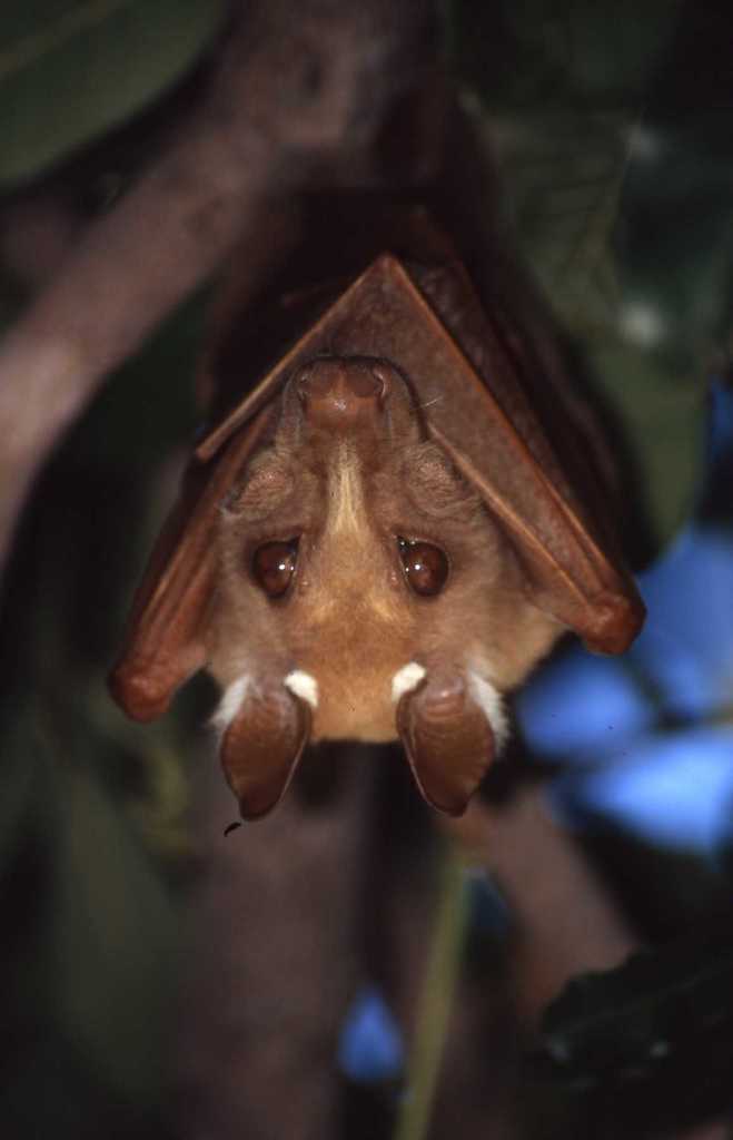 We’re back with another #Baturday. Today, we’re talking about Peters’s epauletted fruit bat (Epomophorus crypturus), a species of megabat found in parts of southern Africa: instagram.com/p/CrWRiyIxyzK/

Photo: Simon Tonge