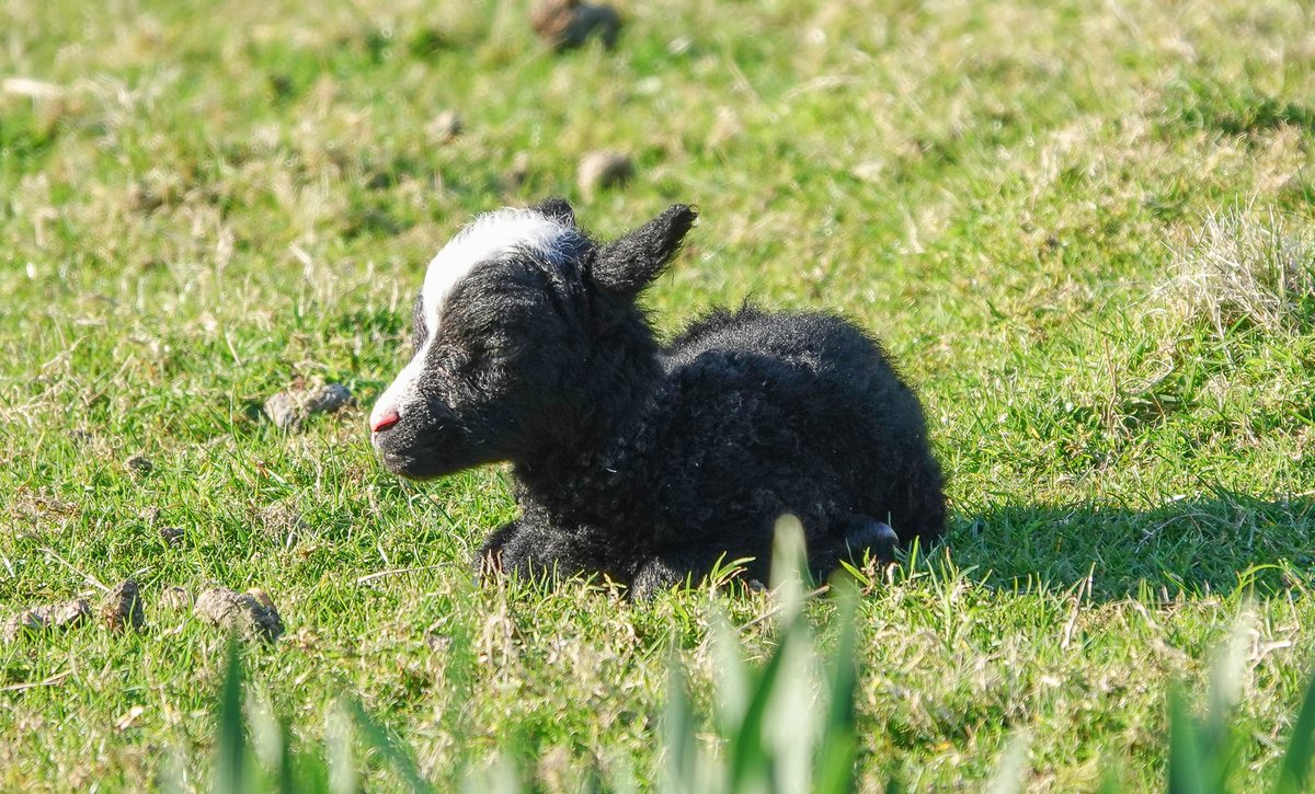 St Kilda World Heritage Site NTS (@stkildants) on Twitter photo Lots of lambs have been born over the last few days on #StKilda, and this one has to be the cutest so far! <a href="/SoaySheep/">St Kilda Soay Sheep Project</a> <a href="/stkildaclub/">St Kilda Club</a> <a href="/N_T_S/">National Trust for Scotland</a> Lots of lambs have been born over the last few days on #StKilda, and this one has to be the cutest so far! <a href="/SoaySheep/">St Kilda Soay Sheep Project</a> <a href="/stkildaclub/">St Kilda Club</a> <a href="/N_T_S/">National Trust for Scotland</a>