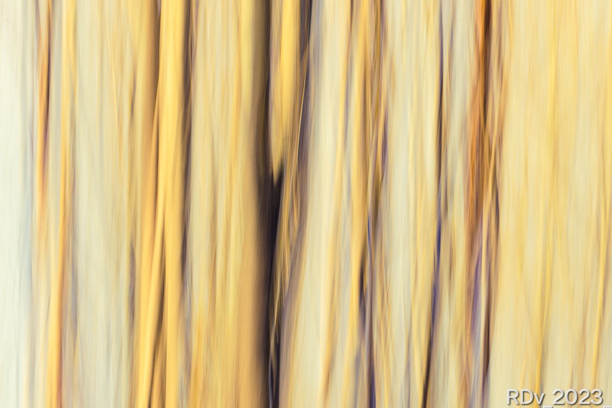 Trees

#trees #icm #bluronpurpose #EarthDay2023 #earthday #NaturePhotography #NatureBeauty 

@ThePhotoHour @YourAwesomePix