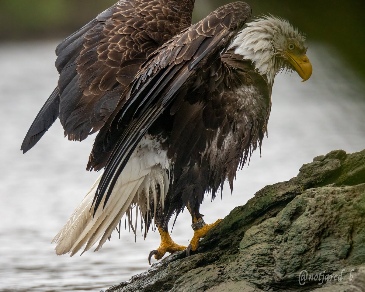 Just a quick dip. #ctnaturefans #TwitterNatureCommunity #aprilwaterchallenge