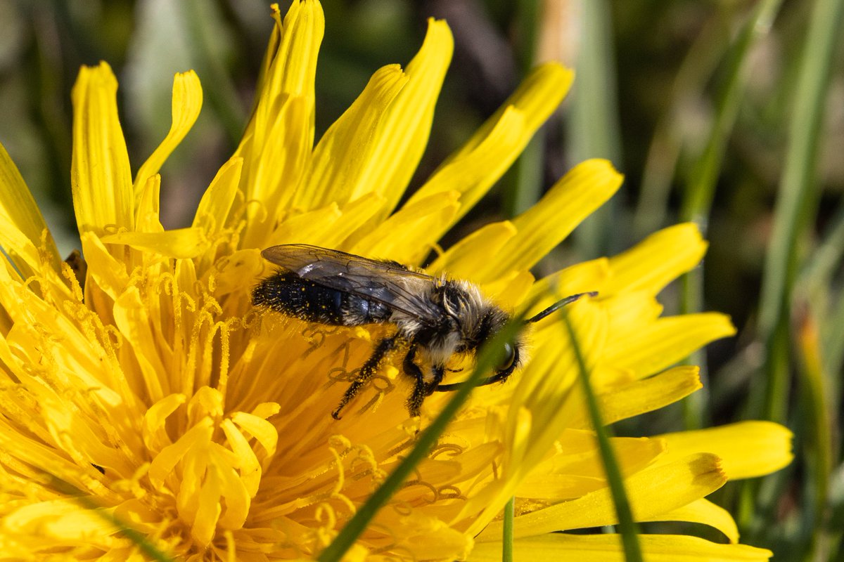 TheWEGWorcester's tweet photo. Did you know that 'weeds' are a haven for pollinating insects? With so much of our food chain being insect pollinated, consider not mowing your lawn this spring.
#Bumblebees #bees #Butterflies #PlantForBees #SaveTheBees #Biodiversity #dontmow https://t.co/6jk1JOhhZm