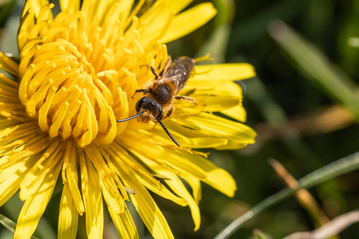 TheWEGWorcester's tweet photo. Did you know that 'weeds' are a haven for pollinating insects? With so much of our food chain being insect pollinated, consider not mowing your lawn this spring.
#Bumblebees #bees #Butterflies #PlantForBees #SaveTheBees #Biodiversity #dontmow https://t.co/6jk1JOhhZm