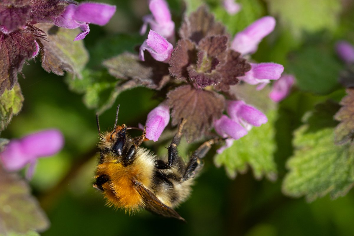 TheWEGWorcester's tweet photo. Did you know that 'weeds' are a haven for pollinating insects? With so much of our food chain being insect pollinated, consider not mowing your lawn this spring.
#Bumblebees #bees #Butterflies #PlantForBees #SaveTheBees #Biodiversity #dontmow https://t.co/6jk1JOhhZm
