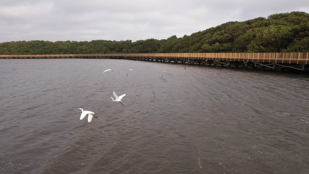 DesEconomicoBAQ's tweet photo. ¿Te imaginas una ciudad donde la biodiversidad🌳 sea el centro de la vida urbana?

Con estas imágenes de la ciénaga de Mallorquín y de nuestros parques, celebramos el #DíaDeLaTierra 🌍 y reafirmamos nuestro compromiso de hacer nuestra ciudad más verde 🌱.
#Biodiverciudad https://t.co/5lokCTdEFU
