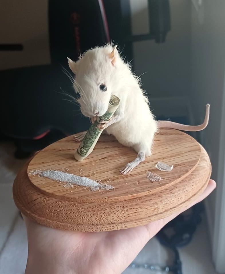 skvmrskott's tweet photo. @madflavor leave a line for the mouse! Have a great Saturday Motherfucker! https://t.co/GsPm1cJX8Y