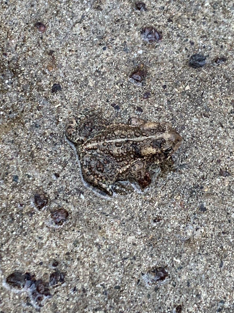kle052789's tweet photo. This little guy was so well camouflaged I almost stepped on him on my (very soggy) run this morning! #runningbuddy #coolfrog #seenonmyrun #runLansing #runMichigan #rainysaturday https://t.co/csGsU6UZX7