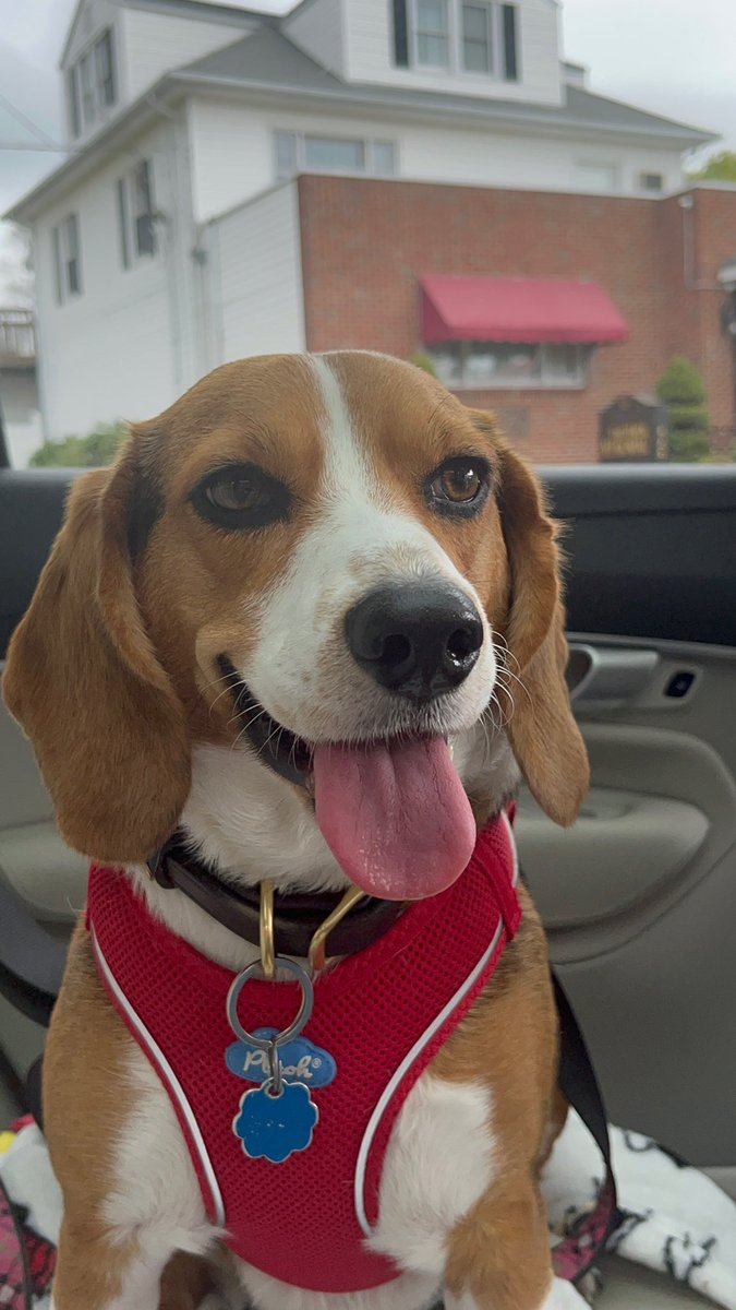 Happy #NationalBeagleDay !!! Let’s celebrate!!!
