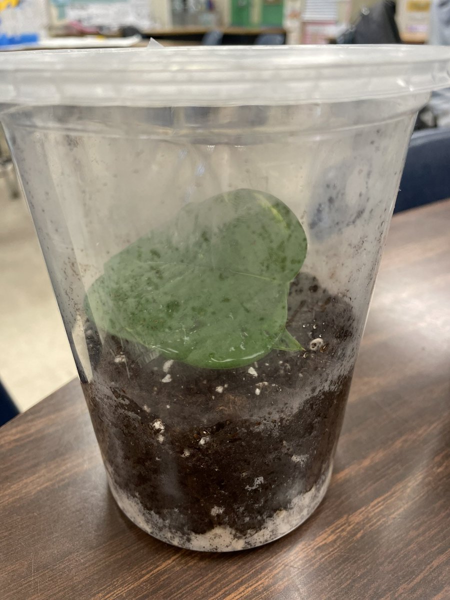 city_leisure's tweet photo. Earth Day is Everyday! Ms. Bushea’s 5th graders spent time this week preparing terrariums that’ll adapt to their home’s atmosphere. #plantlife #smallplants #5thgrade #earthday2023 #lck8 @MDCPSSouth @MDCPS https://t.co/guzJNiNXw8