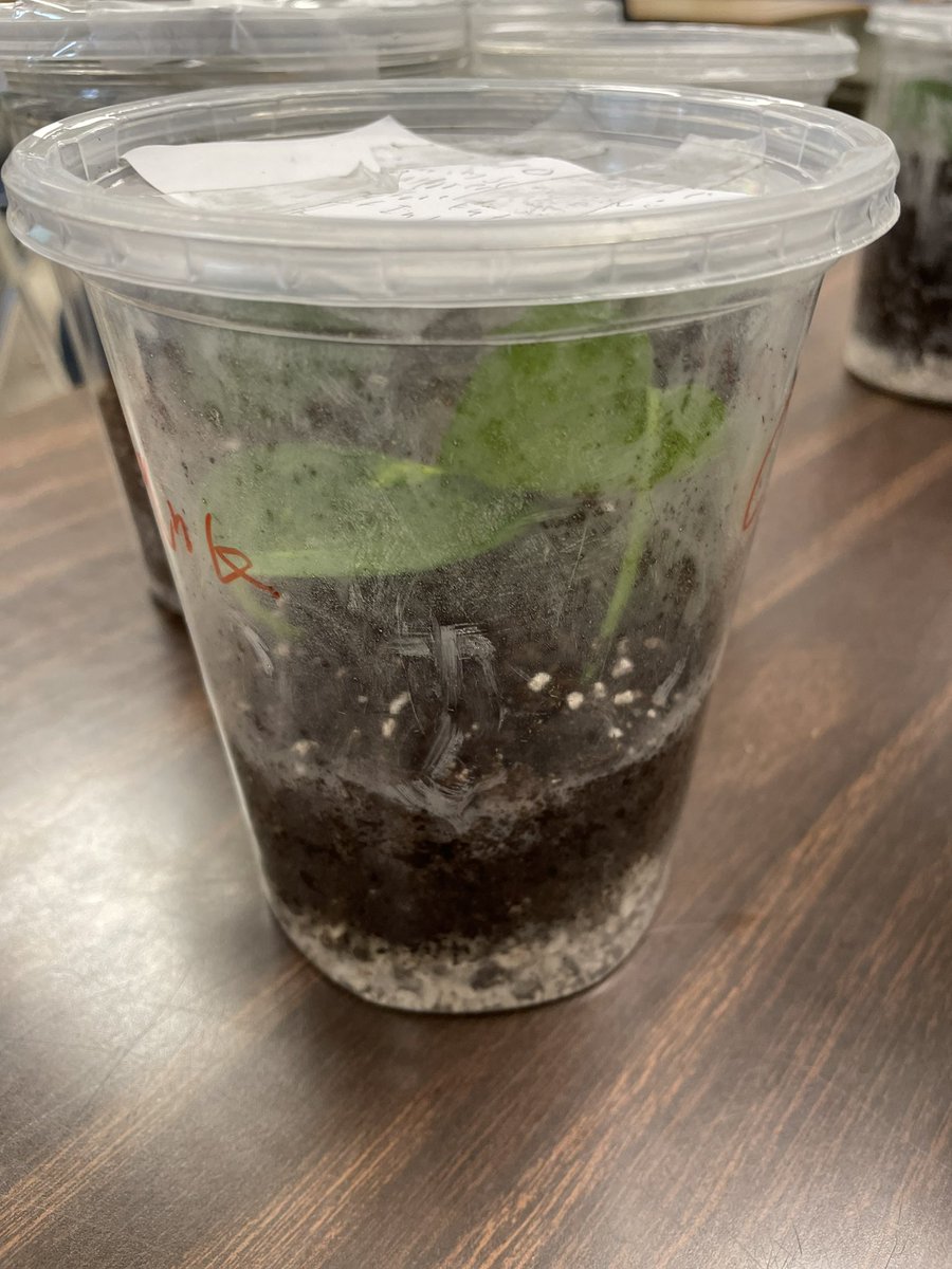 city_leisure's tweet photo. Earth Day is Everyday! Ms. Bushea’s 5th graders spent time this week preparing terrariums that’ll adapt to their home’s atmosphere. #plantlife #smallplants #5thgrade #earthday2023 #lck8 @MDCPSSouth @MDCPS https://t.co/guzJNiNXw8